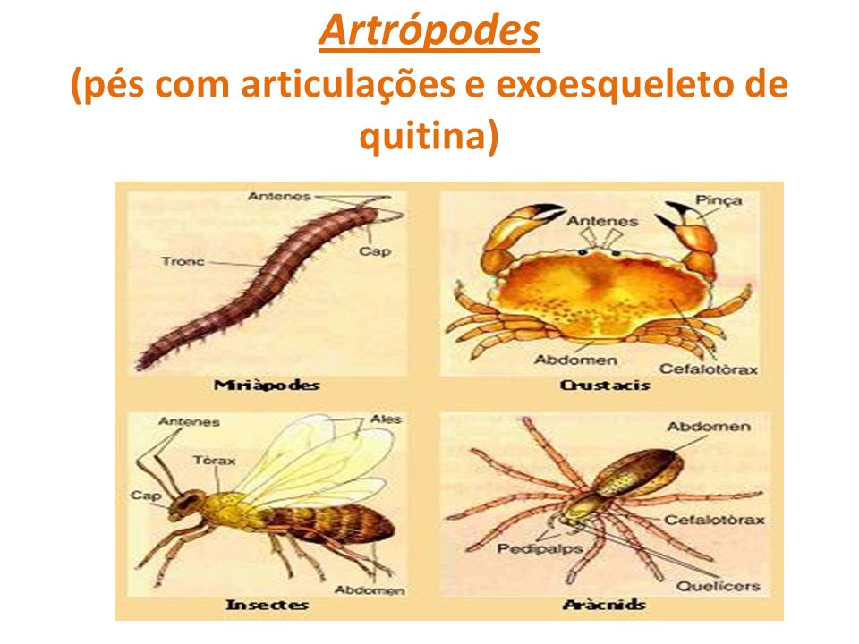 Artrópodes (pés com articulações e exoesqueleto de quitina)