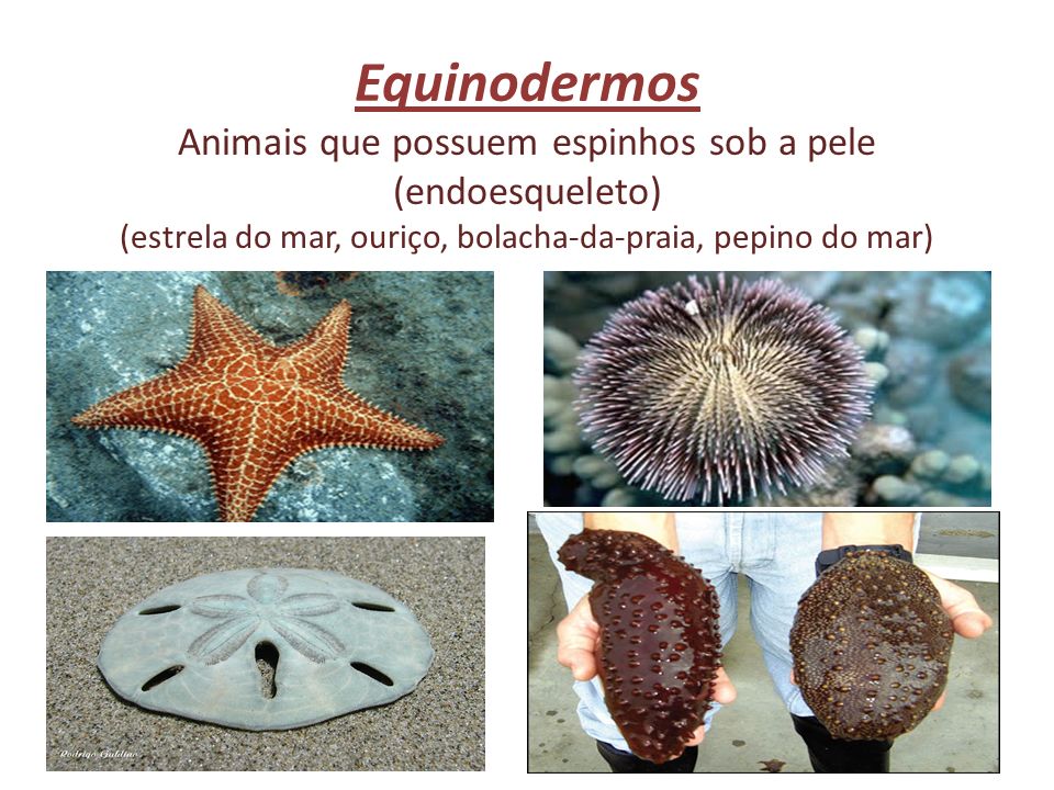 Equinodermos Animais que possuem espinhos sob a pele (endoesqueleto) (estrela do mar, ouriço, bolacha-da-praia, pepino do mar)