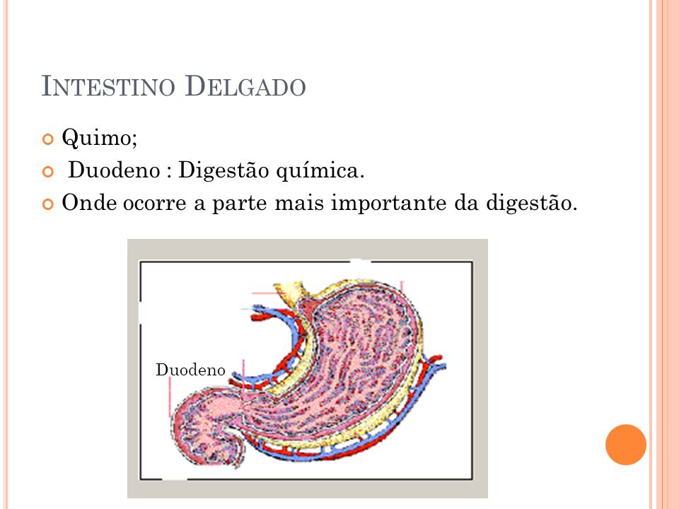 Intestino Delgado Quimo; Duodeno : Digestão química.