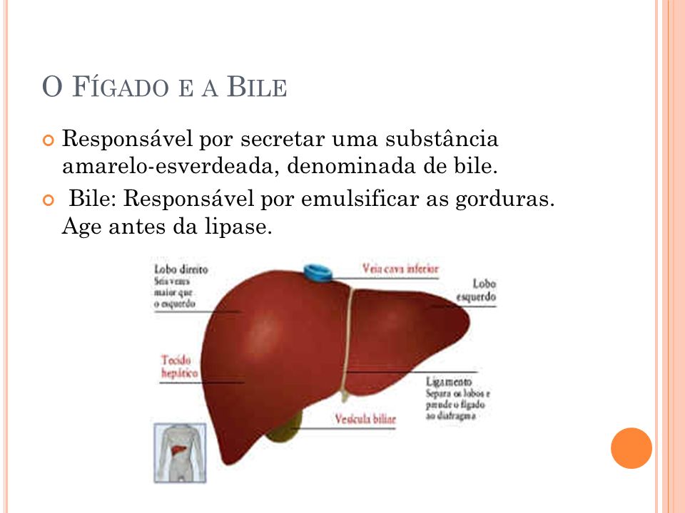 O Fígado e a Bile Responsável por secretar uma substância amarelo-esverdeada, denominada de bile.