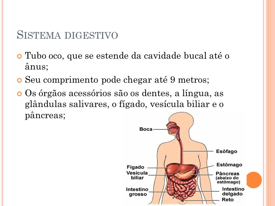 Sistema digestivo Tubo oco, que se estende da cavidade bucal até o ânus; Seu comprimento pode chegar até 9 metros;
