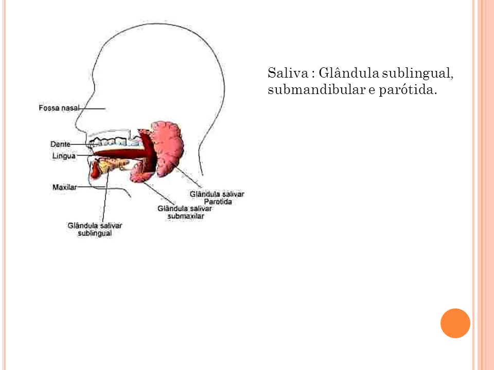 Saliva : Glândula sublingual, submandibular e parótida.