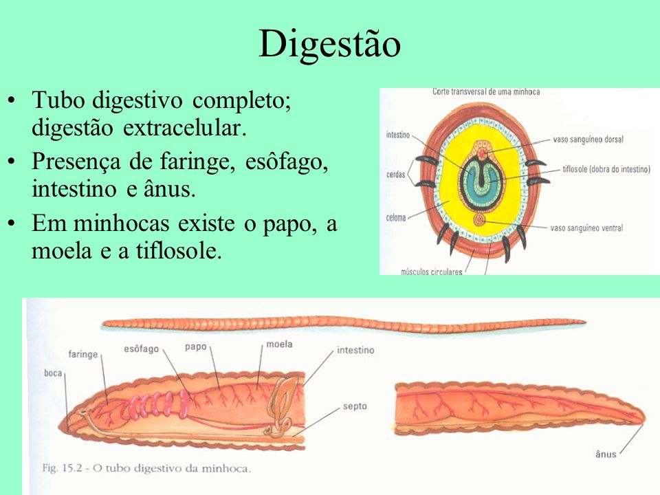 Digestão Tubo digestivo completo; digestão extracelular.