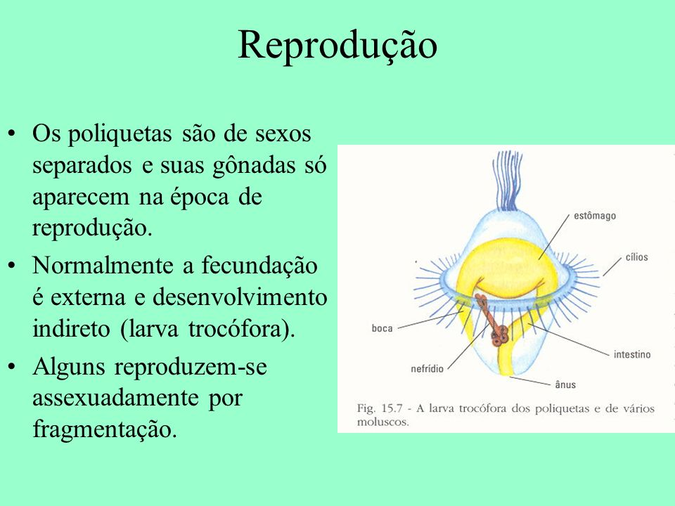 Reprodução Os poliquetas são de sexos separados e suas gônadas só aparecem na época de reprodução.