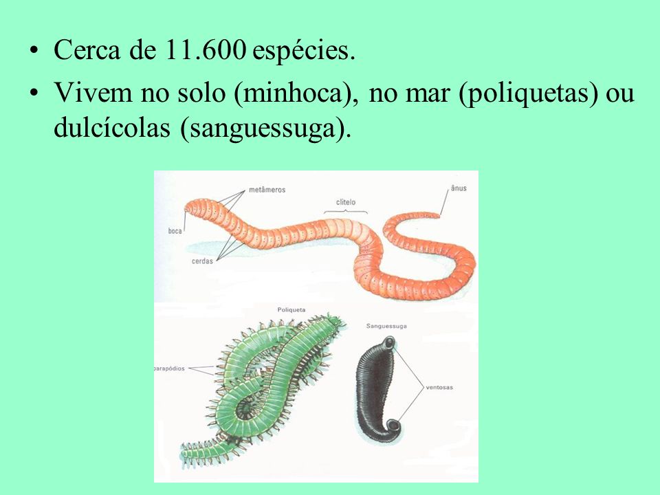 clasifică nemathelminthes ppt