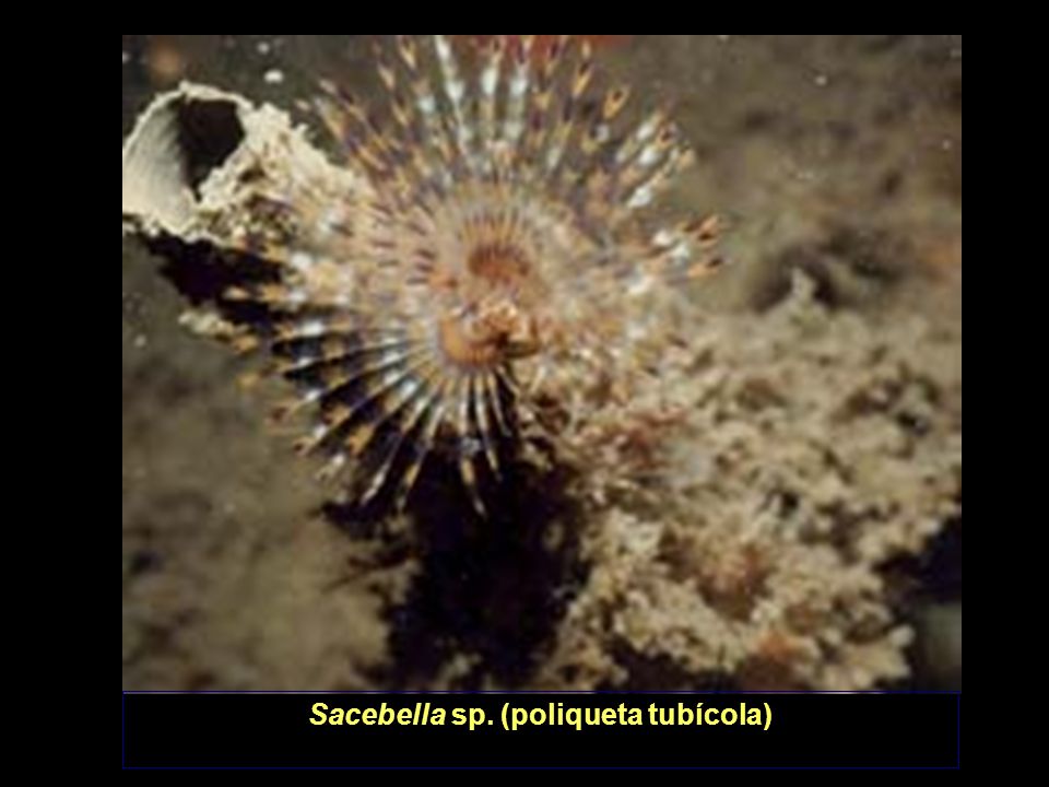 Sacebella sp. (poliqueta tubícola)