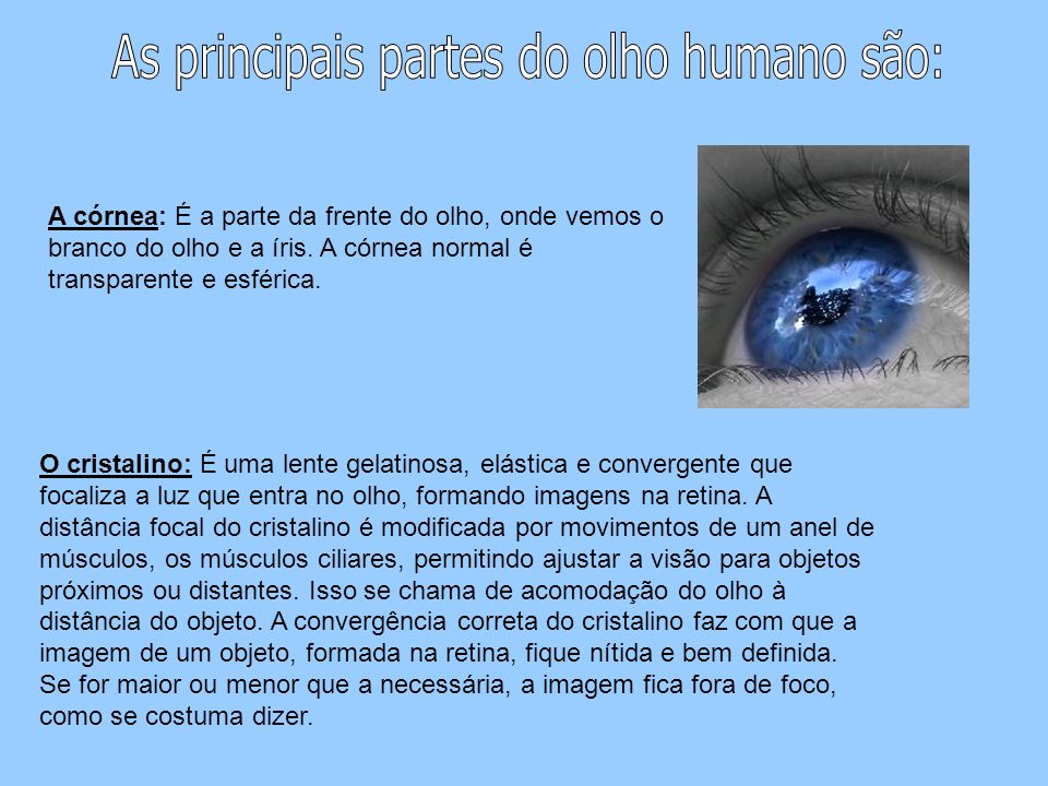 As principais partes do olho humano são:
