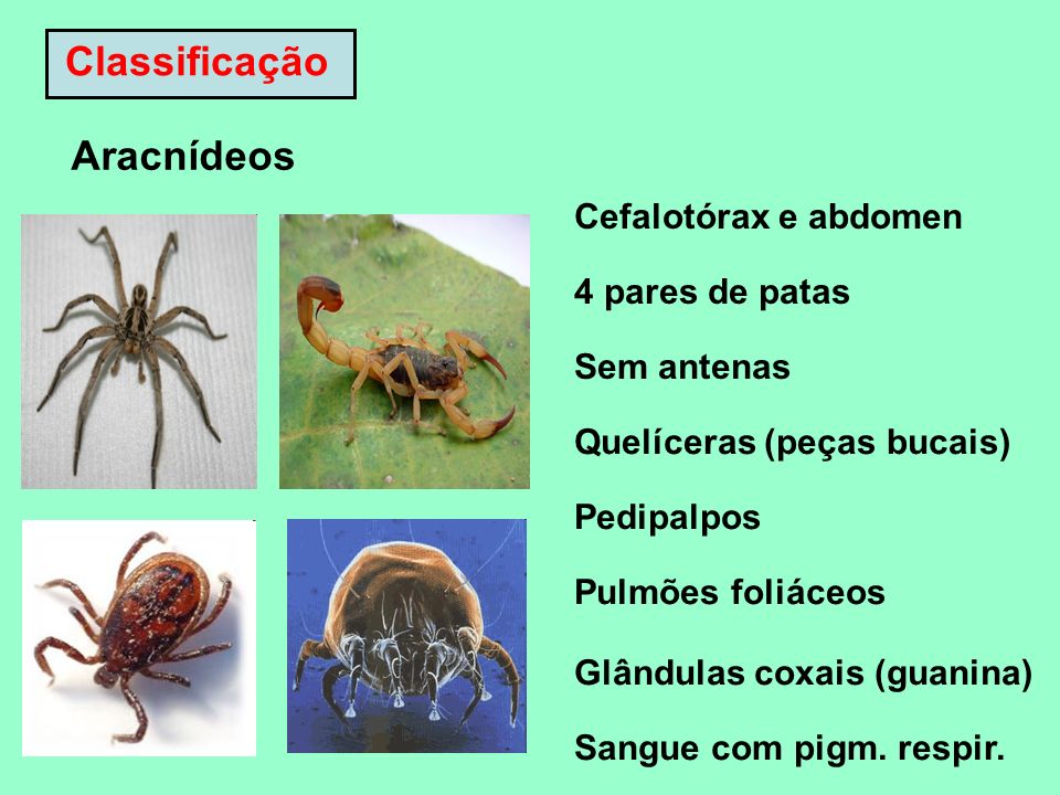 Classificação Aracnídeos Cefalotórax e abdomen 4 pares de patas