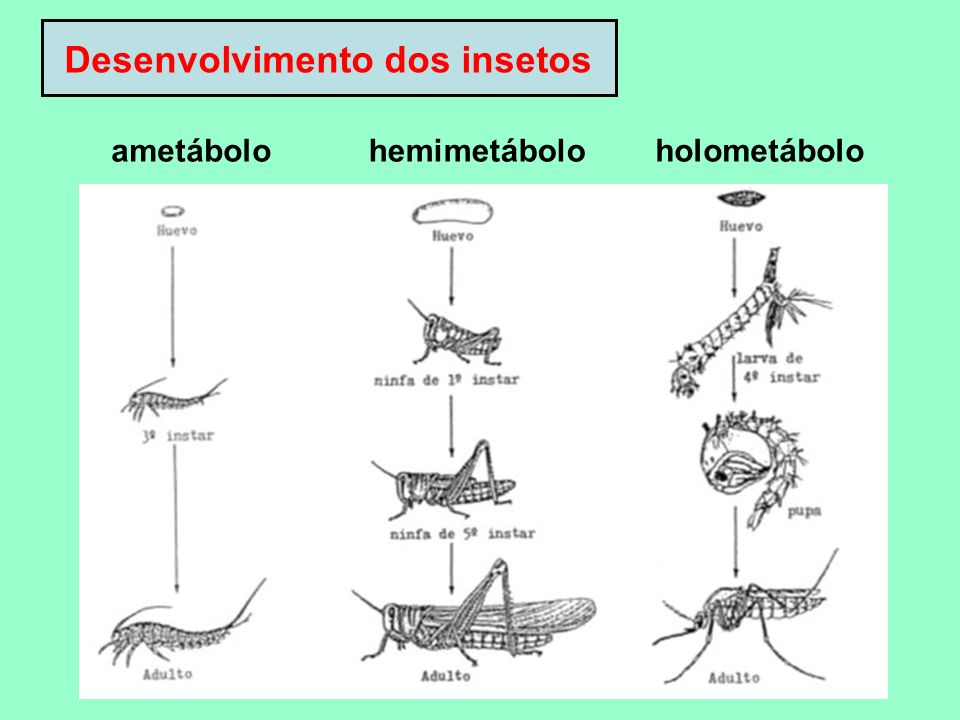 Desenvolvimento dos insetos