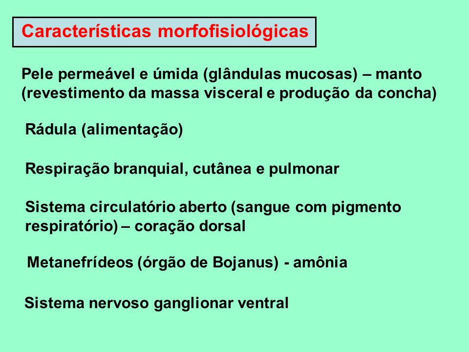 Características morfofisiológicas