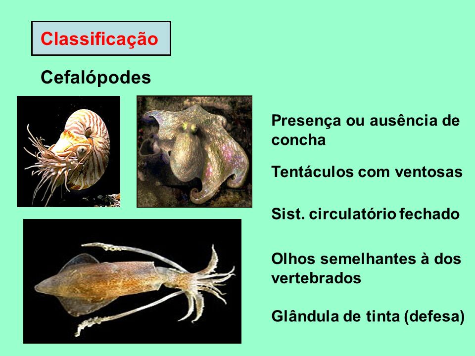 Classificação Cefalópodes Presença ou ausência de concha