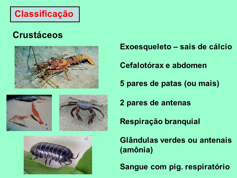 Classificação Crustáceos Exoesqueleto – sais de cálcio