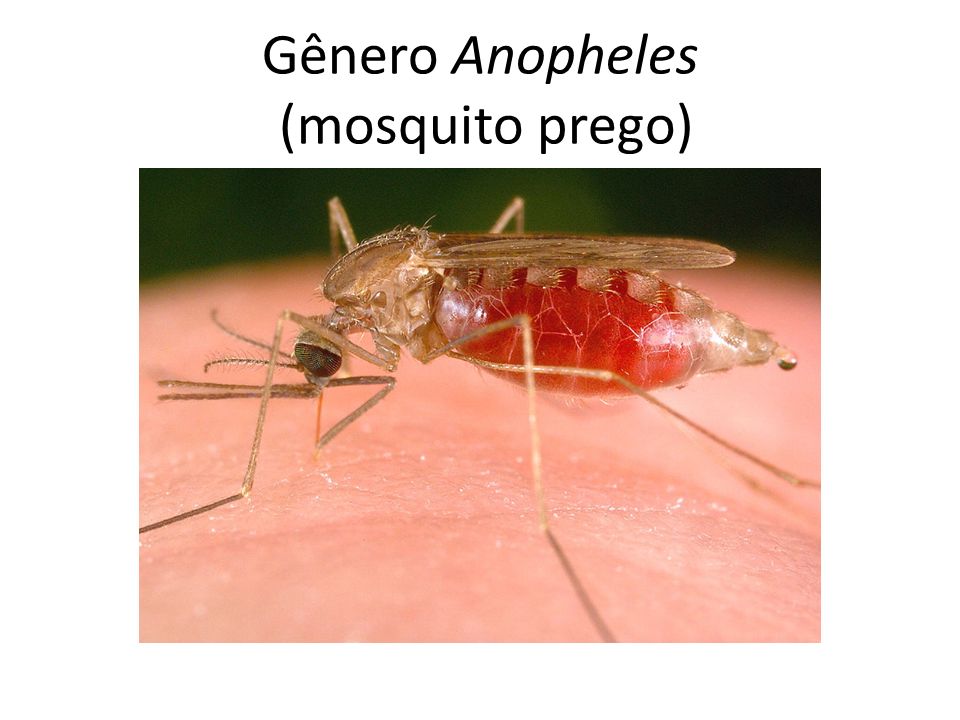 Gênero Anopheles (mosquito prego)