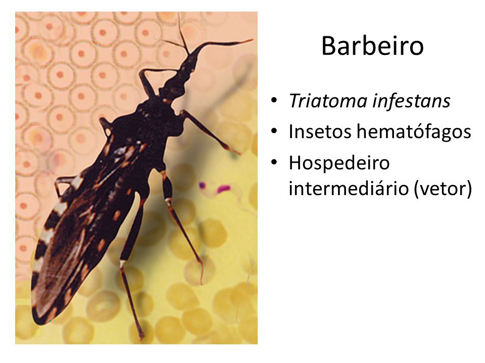 Barbeiro Triatoma infestans Insetos hematófagos
