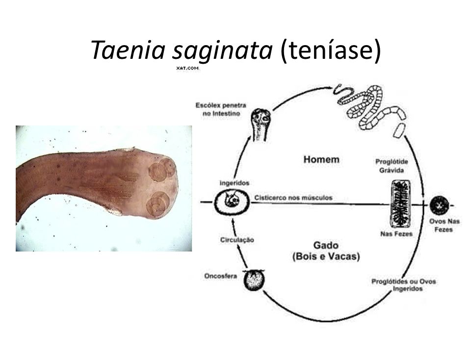 Taenia saginata (teníase)