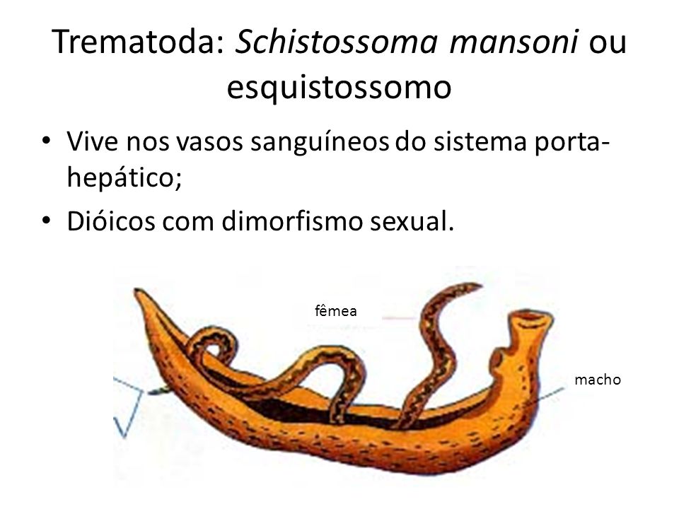 Trematoda: Schistossoma mansoni ou esquistossomo