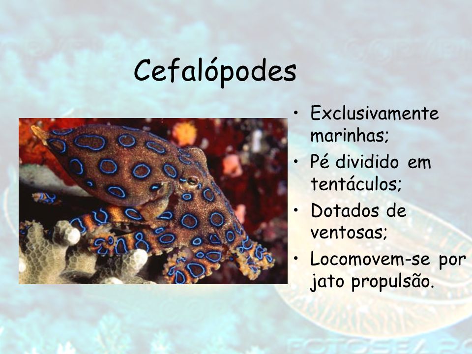 Cefalópodes Exclusivamente marinhas; Pé dividido em tentáculos;