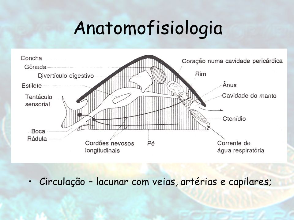 Anatomofisiologia Circulação – lacunar com veias, artérias e capilares;