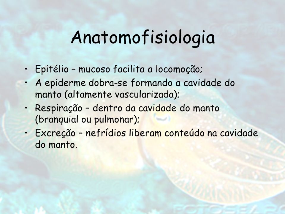 Anatomofisiologia Epitélio – mucoso facilita a locomoção;
