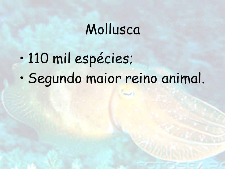 Mollusca 110 mil espécies; Segundo maior reino animal.