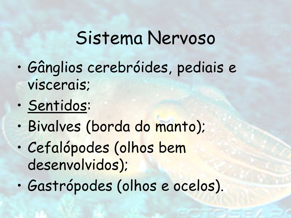 Sistema Nervoso Gânglios cerebróides, pediais e viscerais; Sentidos: