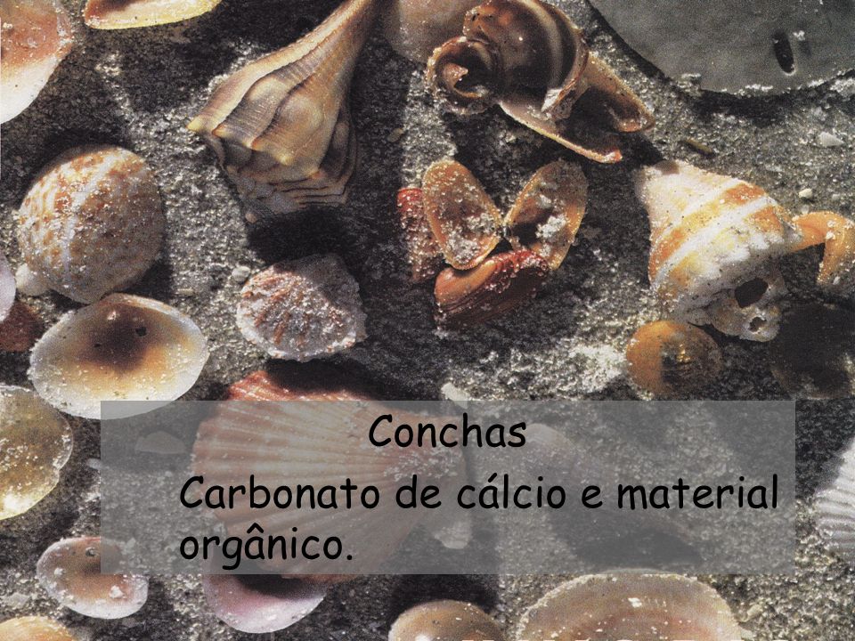 Conchas Carbonato de cálcio e material orgânico.