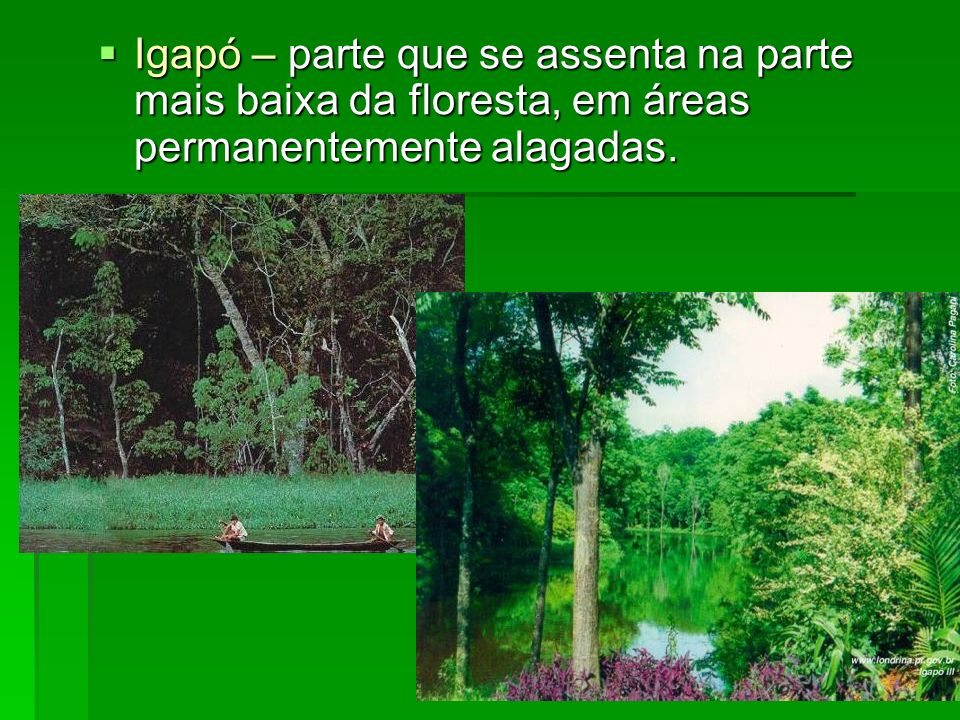 Igapó – parte que se assenta na parte mais baixa da floresta, em áreas permanentemente alagadas.