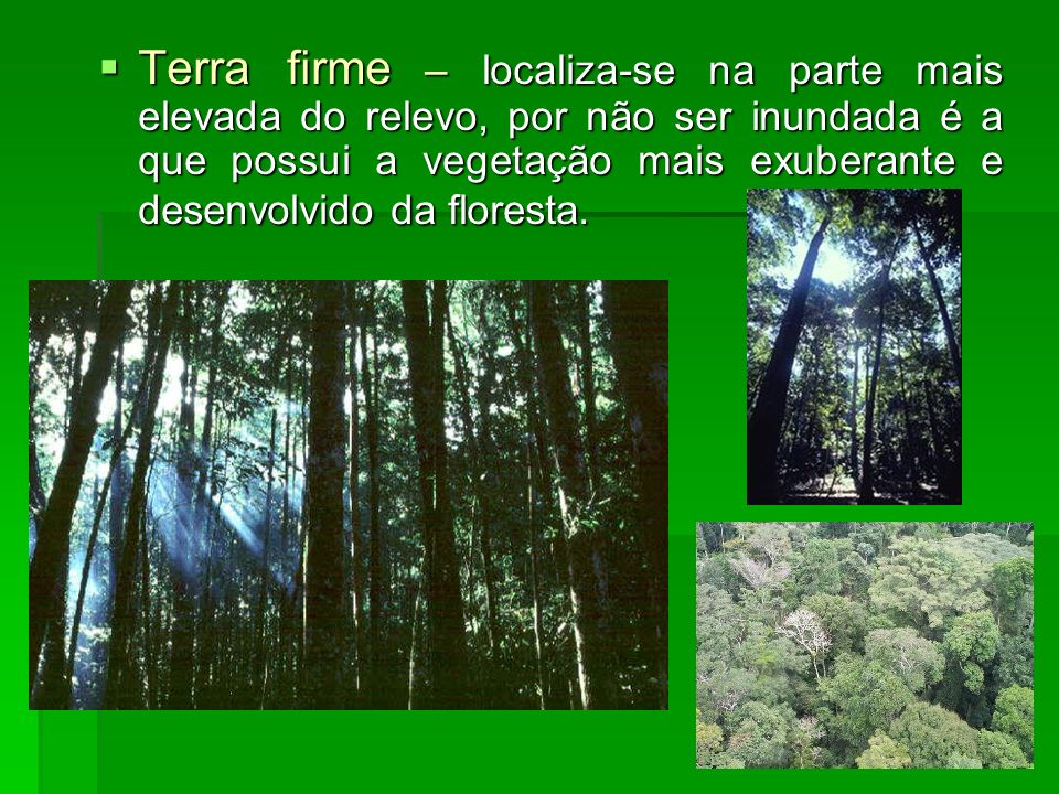 Terra firme – localiza-se na parte mais elevada do relevo, por não ser inundada é a que possui a vegetação mais exuberante e desenvolvido da floresta.