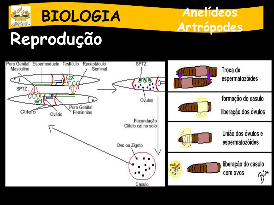 BIOLOGIA Anelídeos Artrópodes Reprodução