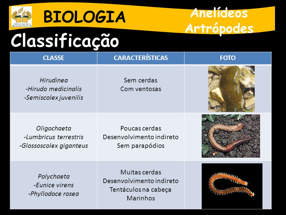 Classificação BIOLOGIA Anelídeos Artrópodes CLASSE CARACTERÍSTICAS