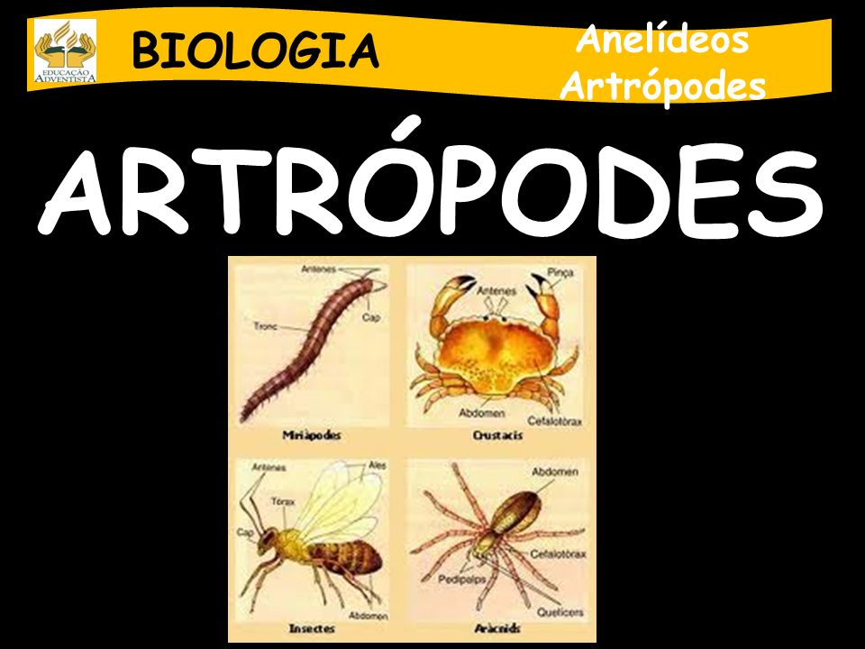 BIOLOGIA Anelídeos Artrópodes ARTRÓPODES