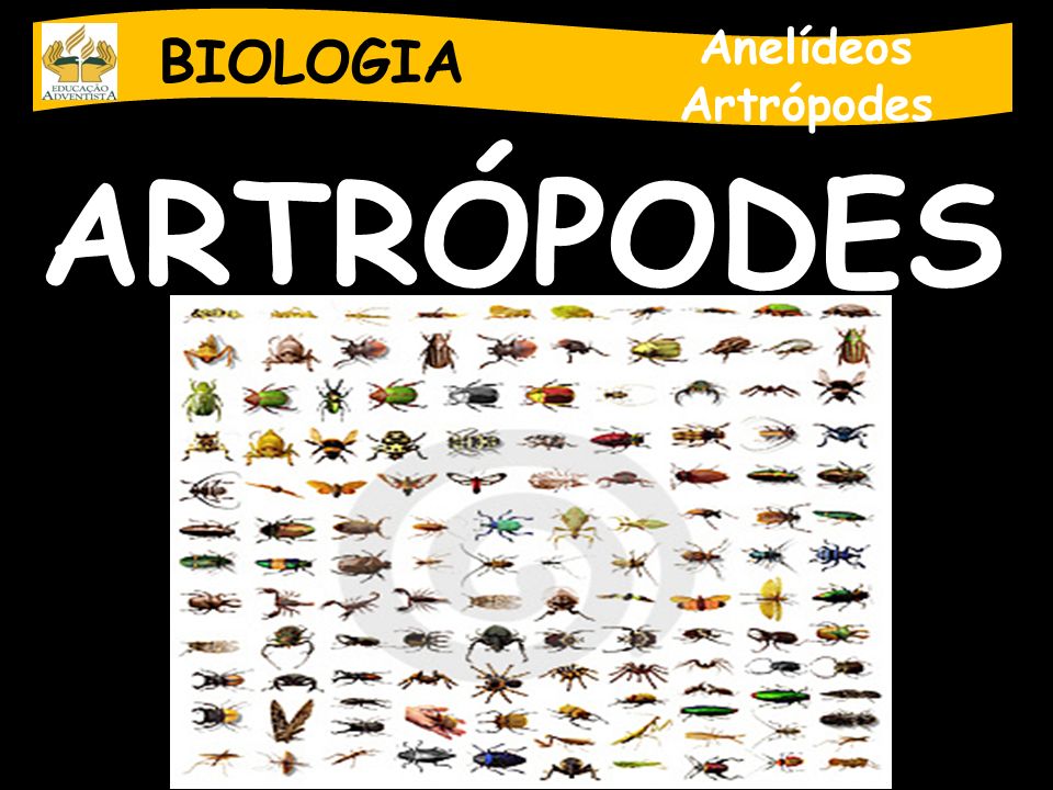 BIOLOGIA Anelídeos Artrópodes ARTRÓPODES