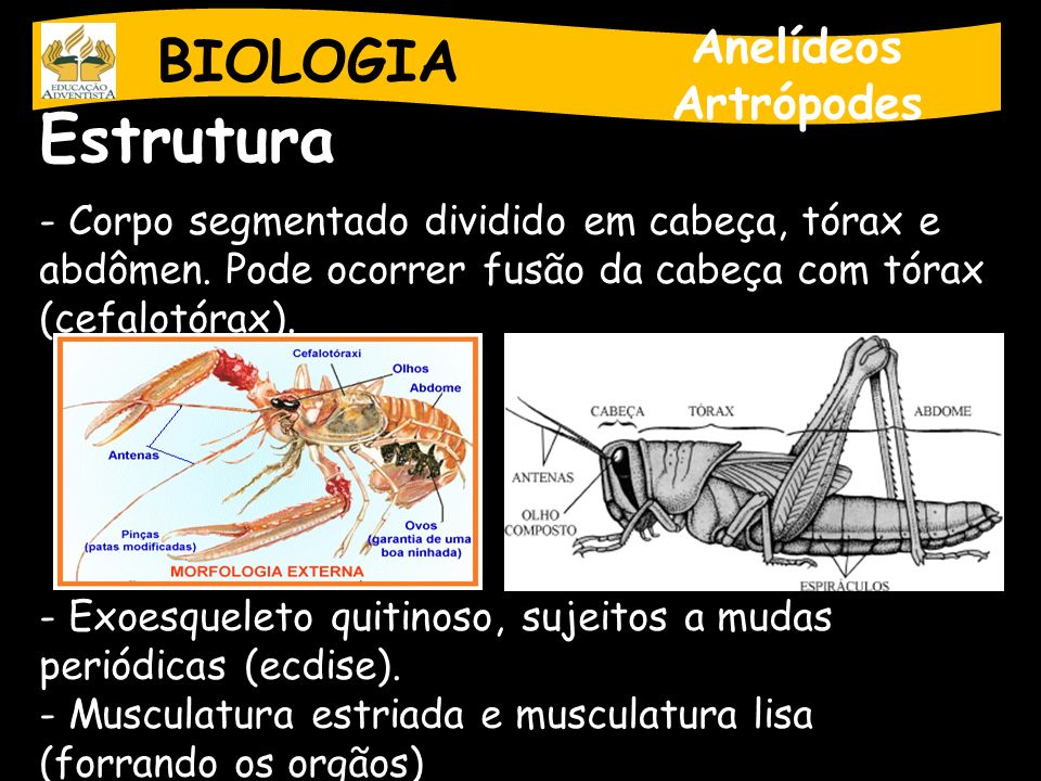 Estrutura BIOLOGIA Anelídeos Artrópodes