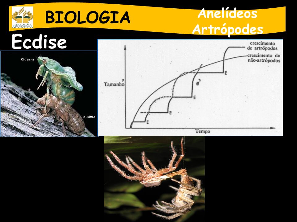 BIOLOGIA Anelídeos Artrópodes Ecdise