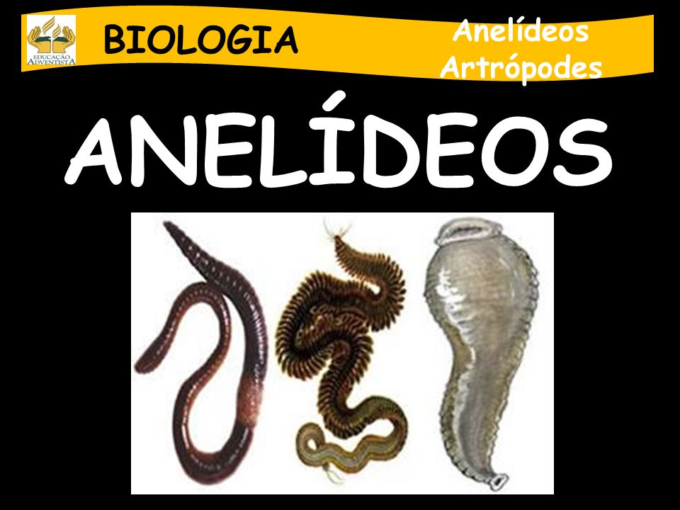 BIOLOGIA Anelídeos Artrópodes ANELÍDEOS