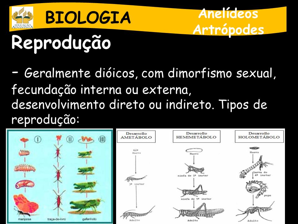 BIOLOGIA Anelídeos. Artrópodes. Reprodução.