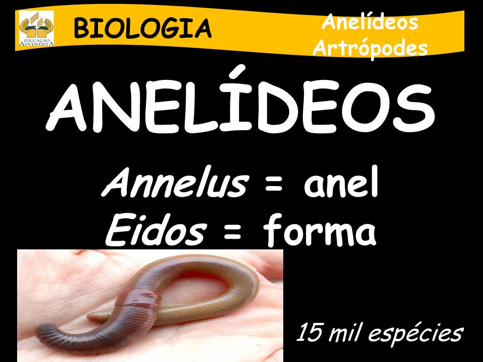 ANELÍDEOS Annelus = anel Eidos = forma BIOLOGIA 15 mil espécies