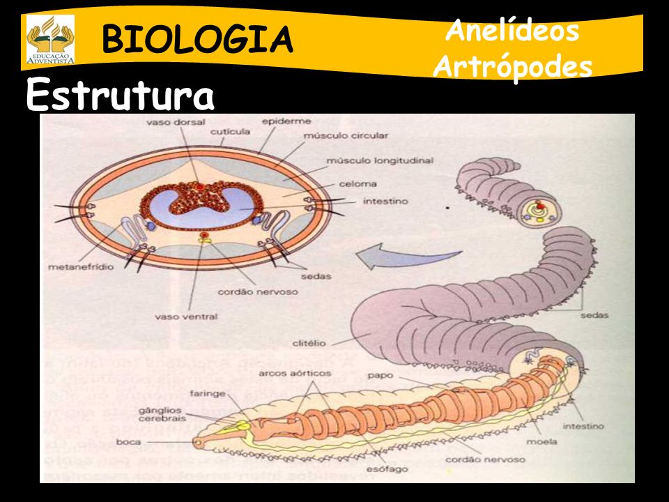 BIOLOGIA Anelídeos Artrópodes Estrutura