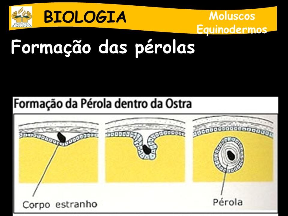 BIOLOGIA Moluscos Equinodermos Formação das pérolas