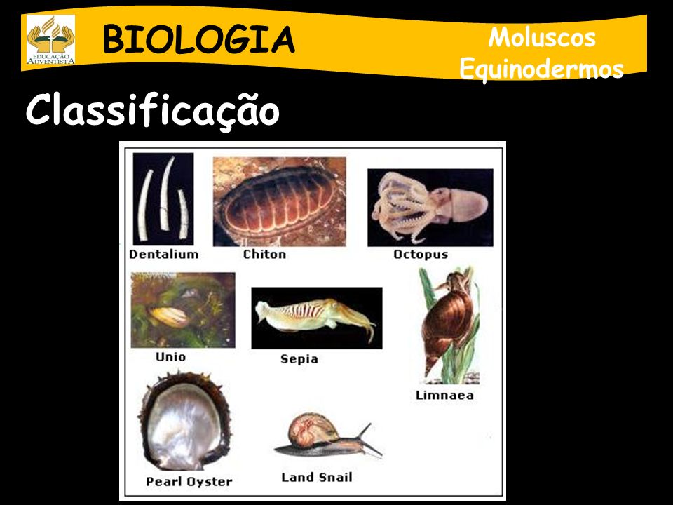 BIOLOGIA Moluscos Equinodermos Classificação