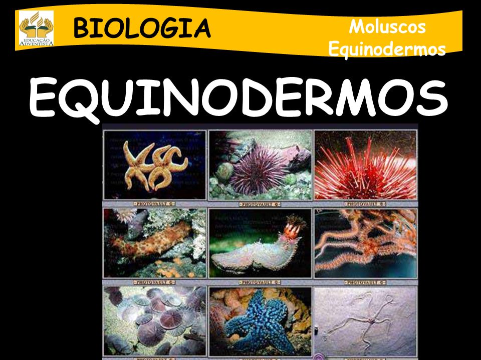 BIOLOGIA Moluscos Equinodermos EQUINODERMOS