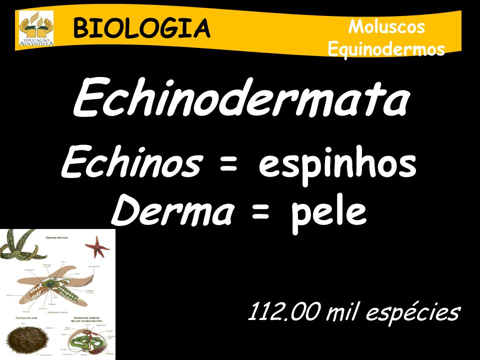 Echinodermata Echinos = espinhos Derma = pele BIOLOGIA