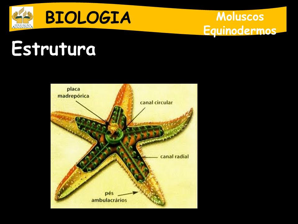 BIOLOGIA Moluscos Equinodermos Estrutura