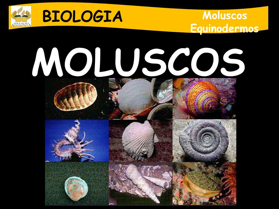 BIOLOGIA Moluscos Equinodermos MOLUSCOS