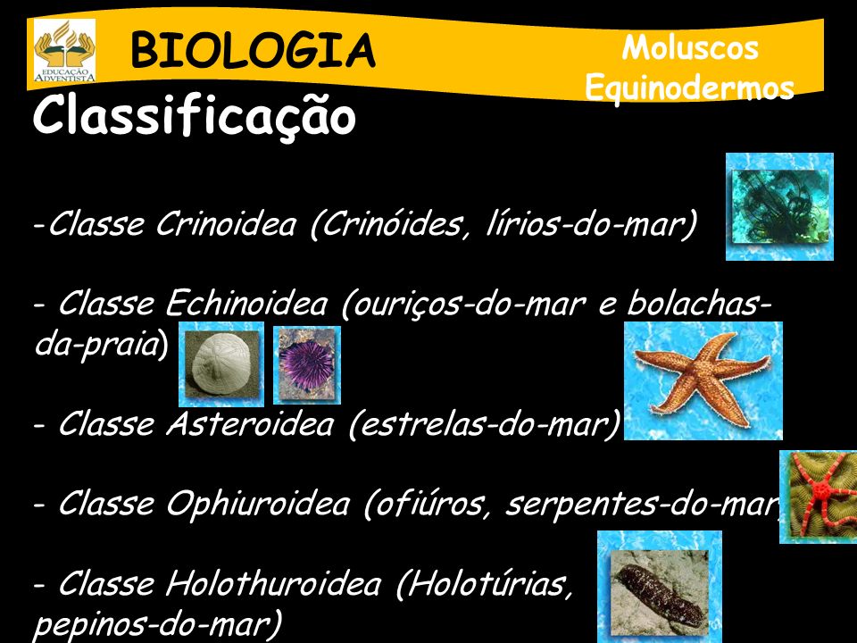 Classificação BIOLOGIA Moluscos Equinodermos