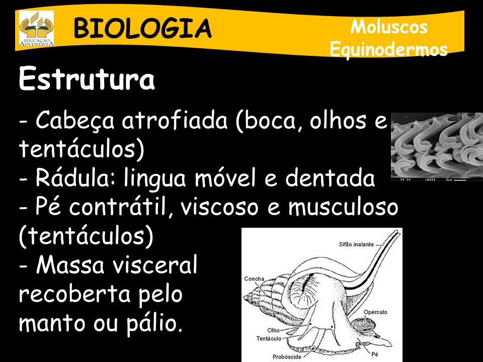 Estrutura BIOLOGIA Cabeça atrofiada (boca, olhos e tentáculos)