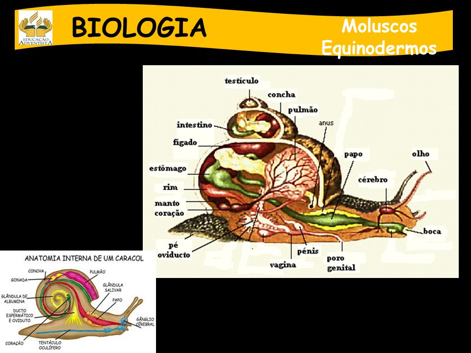 BIOLOGIA Moluscos Equinodermos