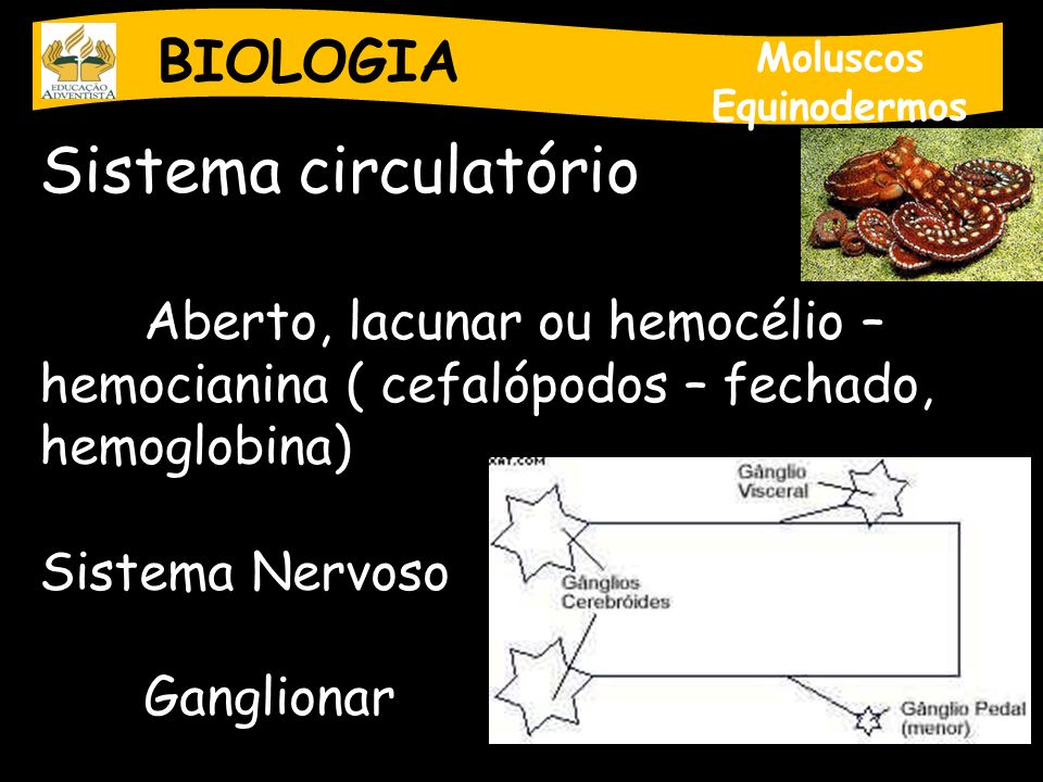 Sistema circulatório BIOLOGIA