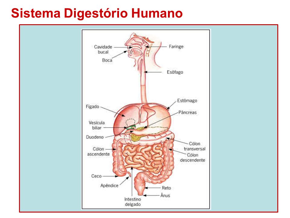 Sistema Digestório Humano