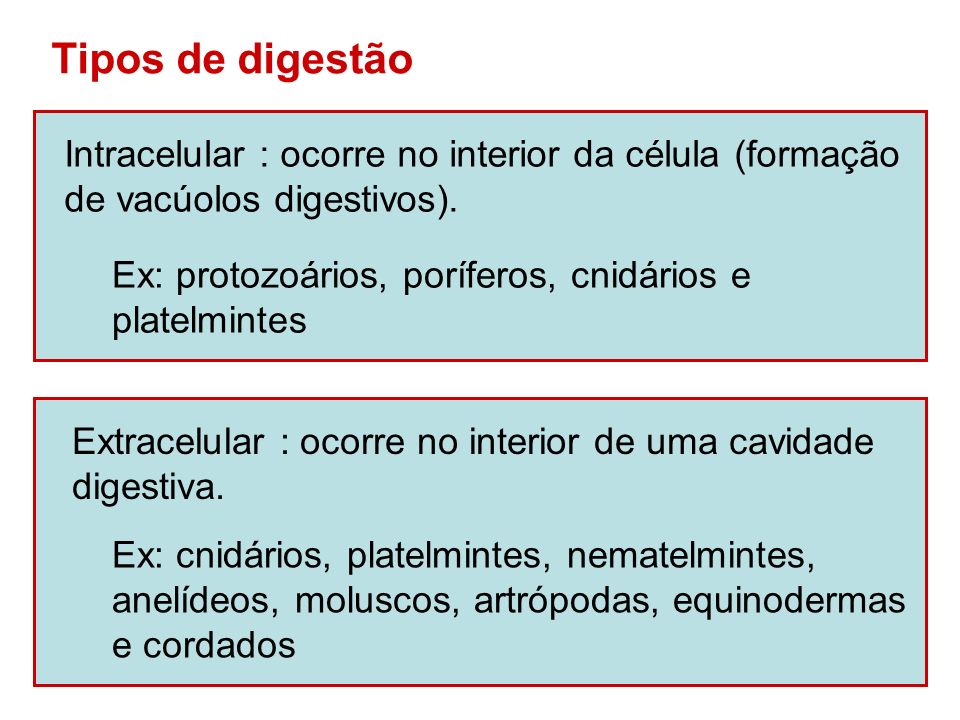 Tipos de digestão Intracelular : ocorre no interior da célula (formação. de vacúolos digestivos). Ex: protozoários, poríferos, cnidários e.